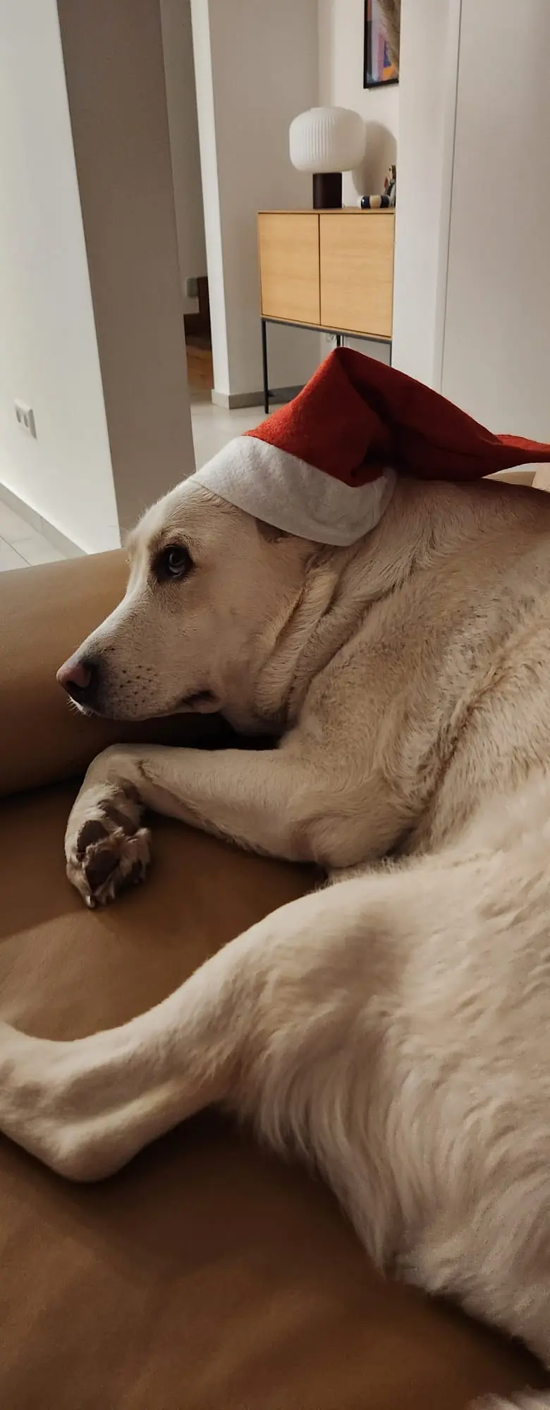 Dori wearing a Christmas hat